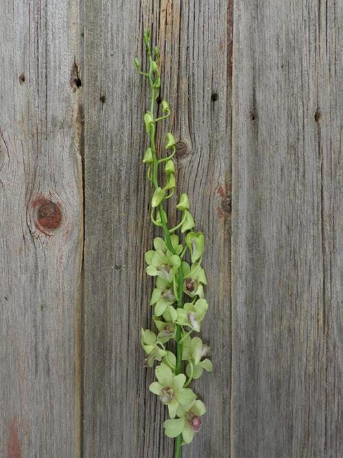 JADE  GREEN DENDROBIUM ORCHID